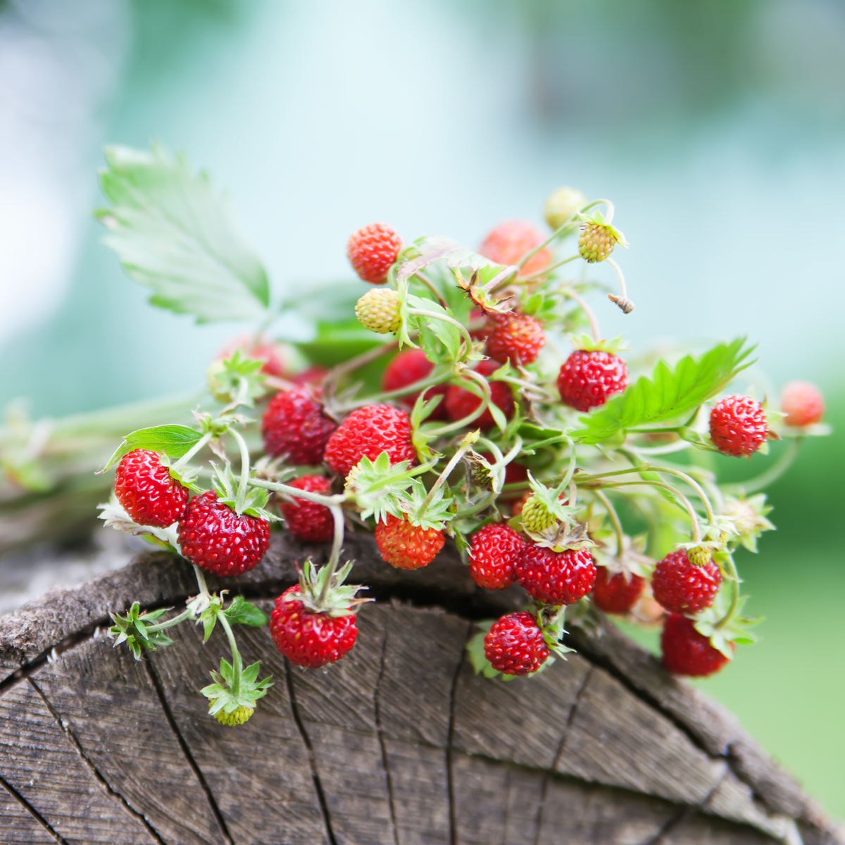 Gesund + Vital Vertfruits