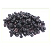 Schwarze Johannisbeere (Ribes nigrum)